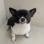 trilly icon