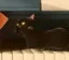 claude cat icon