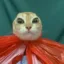 Cat In Bag icon