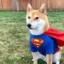 Super Inu icon