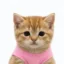 pussy icon