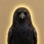 Crow Intelligence icon