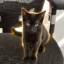 The Cybercrime Cat icon