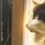 Ollie icon