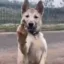 Fuck You Pup icon
