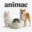 animae icon