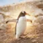 Gentoo Penguin icon