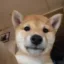 Shiba Inu icon