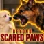Beyond Scared Paws icon