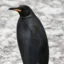 NIGGERPENGU icon