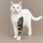 Cattoo icon