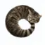 ourocat icon