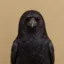 Crow Intelligence icon