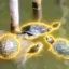 3 Hero Turtles icon
