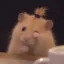 The Crying Hamster icon