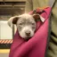 Moodeng The Dog icon