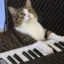 Keyboard Cat icon
