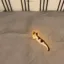 Wormcat icon