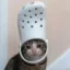 croccat icon