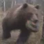 Landmine Bear icon