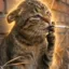 The Depressed Cat icon