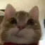 jeff icon