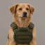 doginvest icon