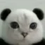 pandacat icon