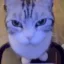 The Mogging Cat icon
