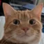 The Fomo Cat icon