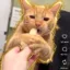 Cedric CAT icon
