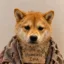 Homeless Inu icon