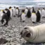 Photobombing Seal icon