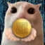 qrcat icon