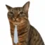 Cat in Tie icon