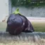 The Eggplant icon