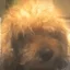 Little P icon