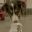 SEEKER DOG icon