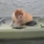 dog in canoe icon