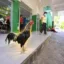 El gallo lea icon