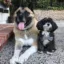 Gatsby And Marvin icon