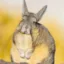 Lagostomus Maximus icon