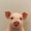 Profile Pig icon