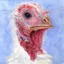 A Real Turkey icon