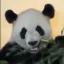 PingPing The Panda icon
