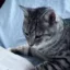 pCat icon
