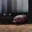 House Hippo icon