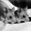 BORIS & NATASHA icon