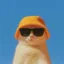 Bitcat icon