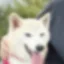 Pumpchan icon